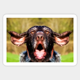 Singing German Wirehaired Pointer Sticker